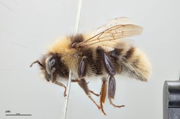 Media type: image;   Entomology 810770 Aspect: habitus lateral view